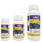 ادوارد